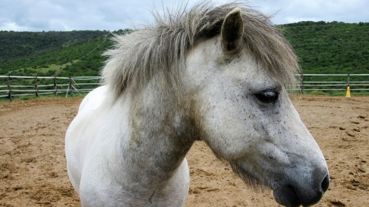 Napokig hevert egy ló teteme Várpalotán – közterületen hagyták az elpusztult állatot