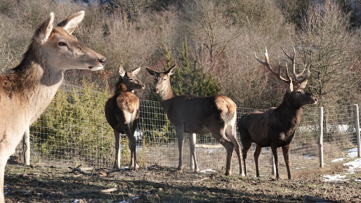 Szarvasok, őzek, muflonok és madarak otthona a Koloska-völgyi Vadaspark (+ galéria)