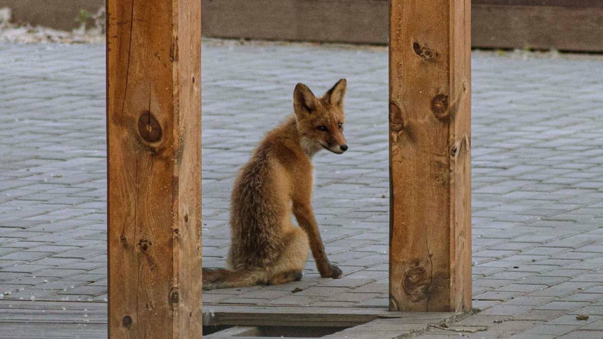 Fotókon, ahogy Karak, Vuk és Csele terepszemlét tartott Várpalota belvárosában (+ galéria)