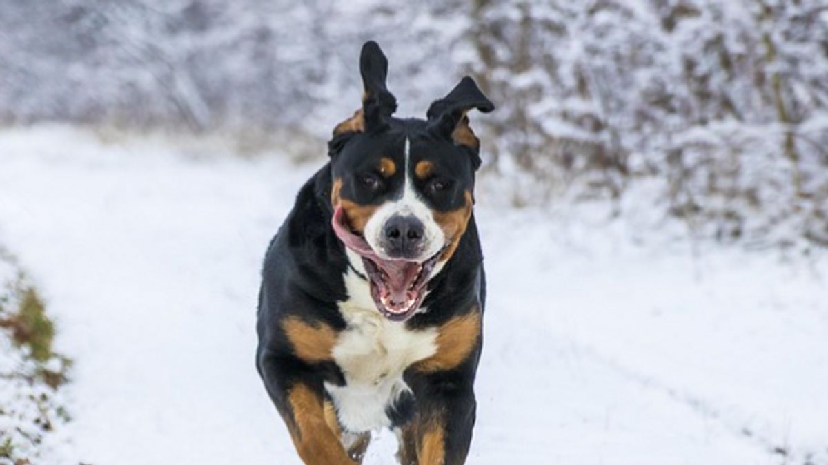 Felügyelet nélkül hagyták Bonit Veszprémben – Vácon tragédia lett belőle