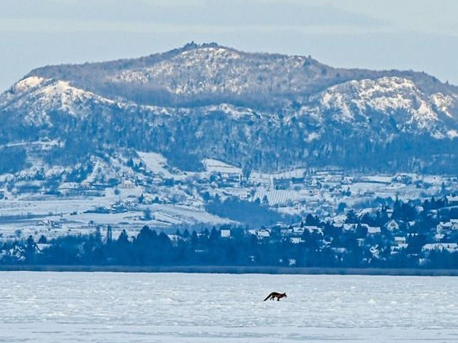Befagyott Balaton – Vuk hódította meg a jeget