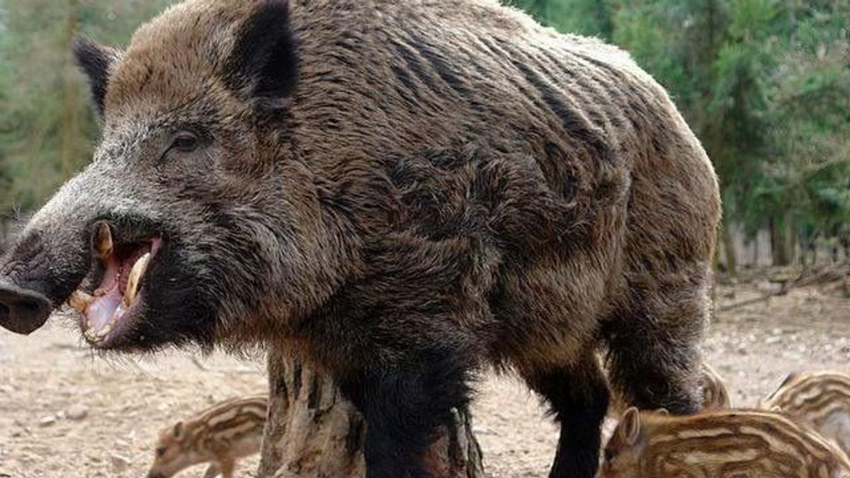 Vadgazdálkodási munkák a Gulya-domb térségében – Mutatjuk, mikor lesz látogatási korlátozás