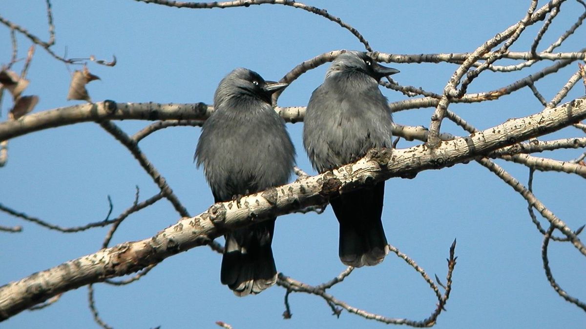 Okos és tanulékony madár a csóka