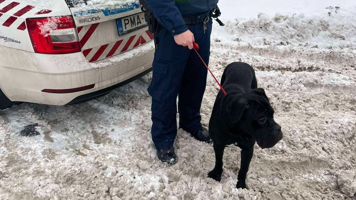 Elcsatangolt kutyuson és bajba jutott férfin is segítettek a rendőrök