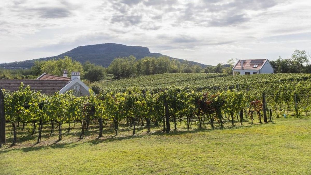 Támogatásokkal és egyszerűbb szabályokkal erősíti a kormány a szőlő- és borágazatot