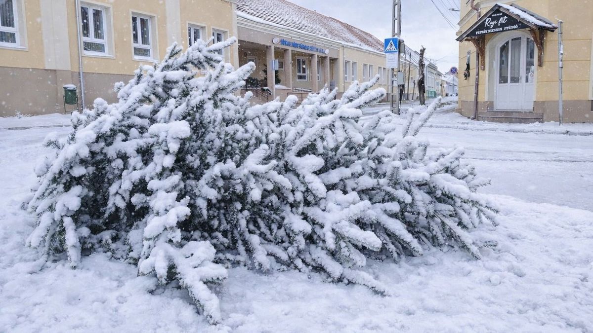 Fontos januári dátumok: ekkor viszik el a karácsonyfákat