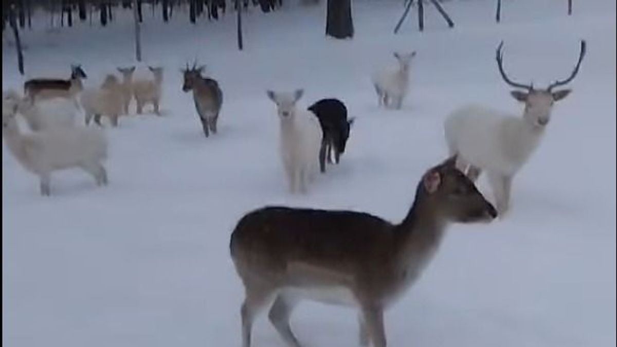 A dámfarmon már a tél diktál: embert próbáló napok a Bakonyban (videó)