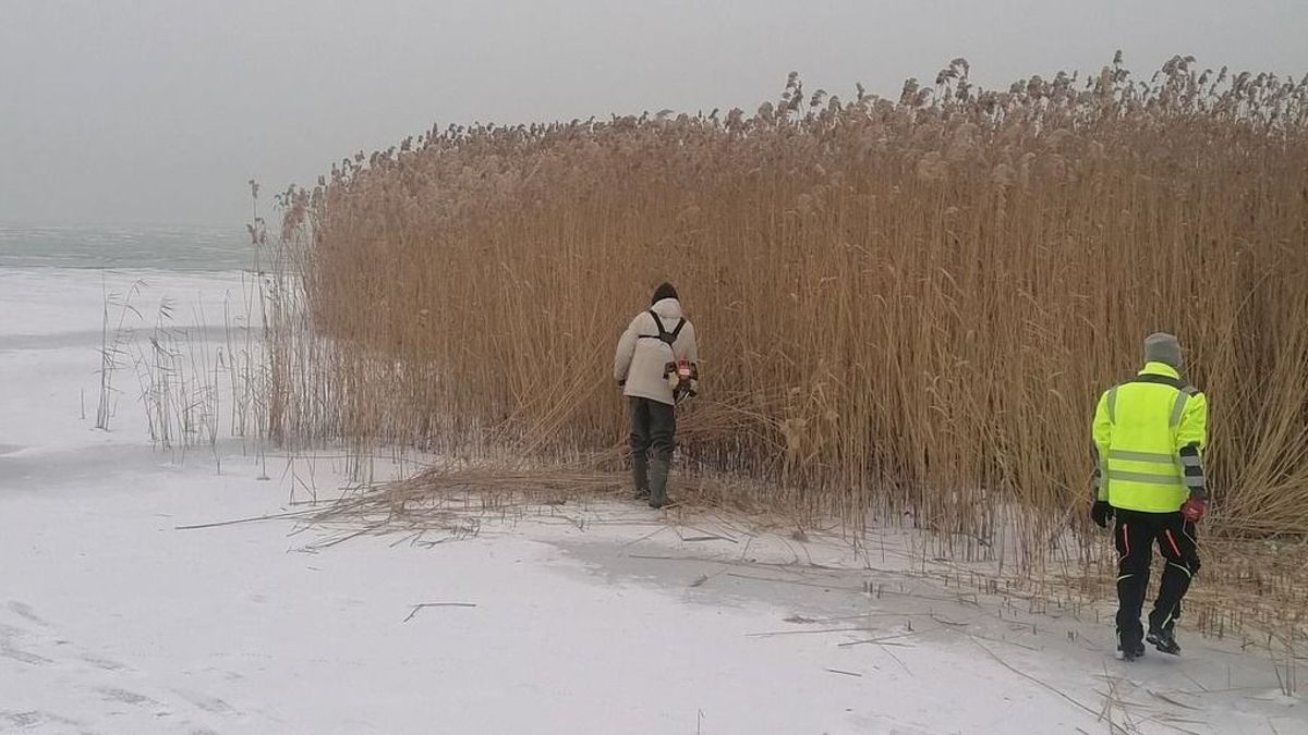 Eddig sem állt le a nádaratás a Balatonon – különös tévhitek nyomába eredtünk