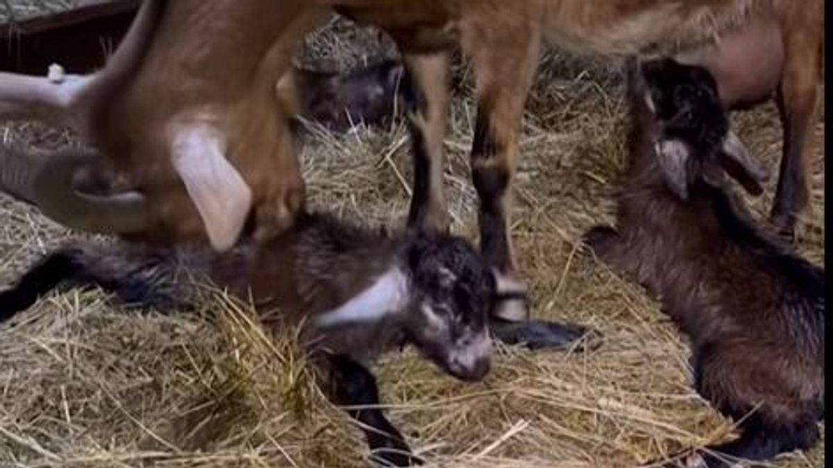 Hármas ikrek érkeztek Veszprém vármegyébe: megható pillanatok a Menedék Ökokertből (+ videó)
