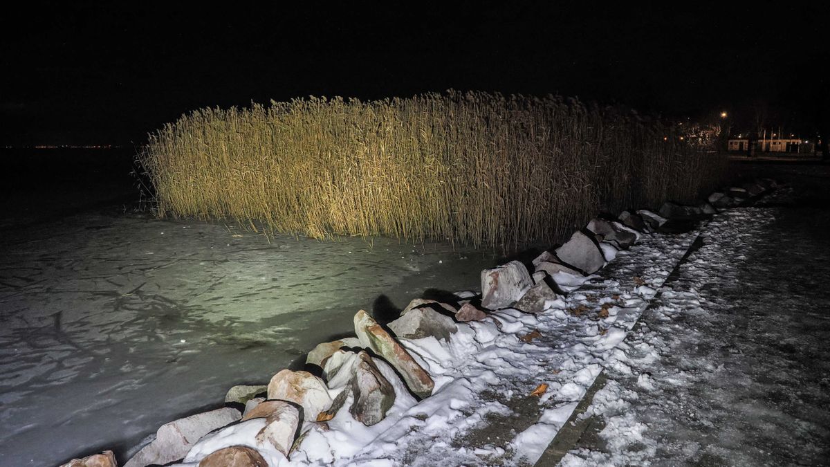 Vidrákat ölnek a szabadon engedett kutyák a Balatonnál