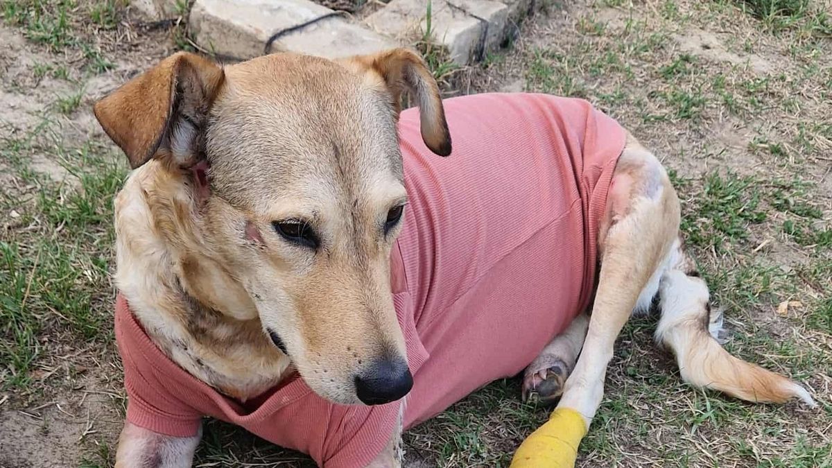 Rozi kutya szerető gazdára talált