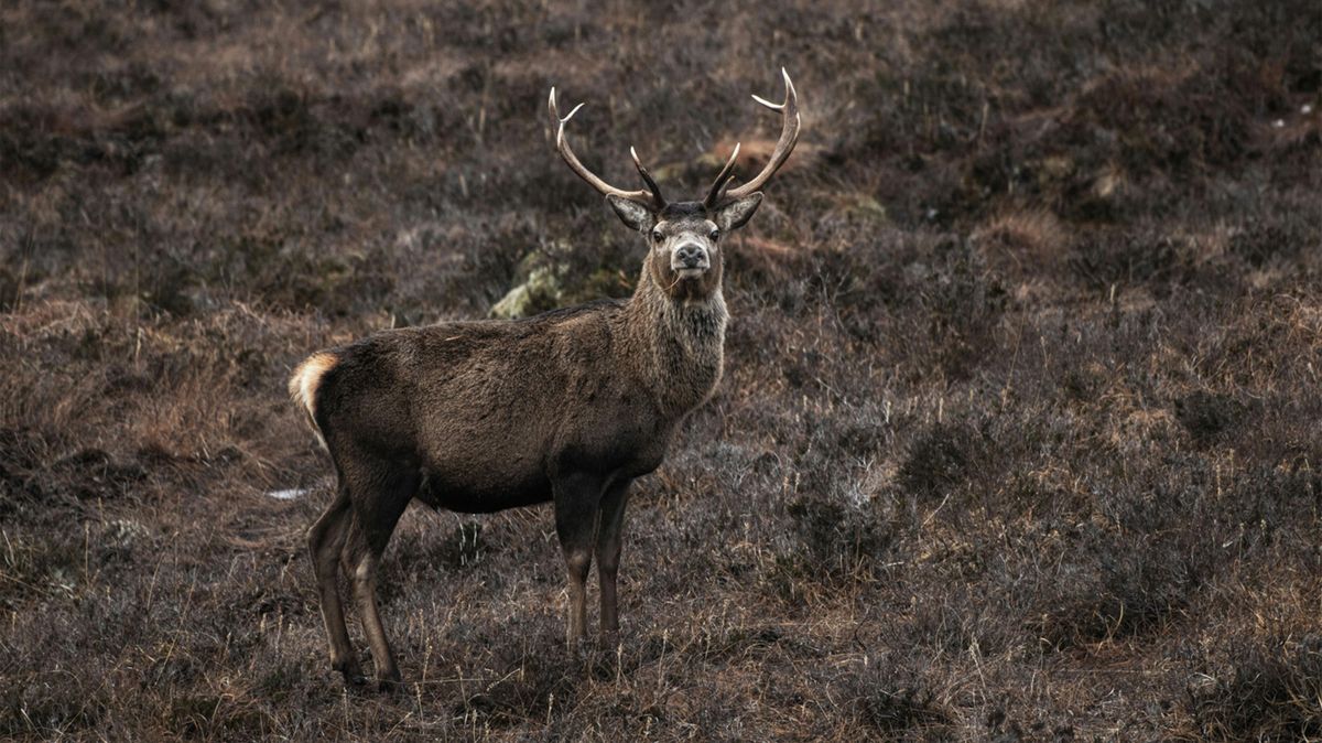 Az agancsozás rejtett árnyoldala: amikor az illegális haszonszerzés életeket sodor veszélybe