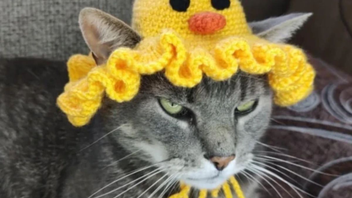 Szia uram, cicasapka érdekel? Macskadivat hódítja meg az online piacteret (+ galéria)