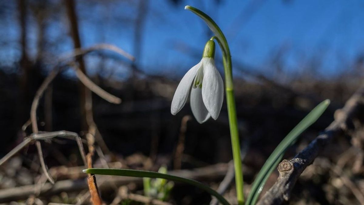 Épp egy éve már hóvirágok nyíltak a Bakonyban a 10 fokos tavaszias télben (+ képgaléria)