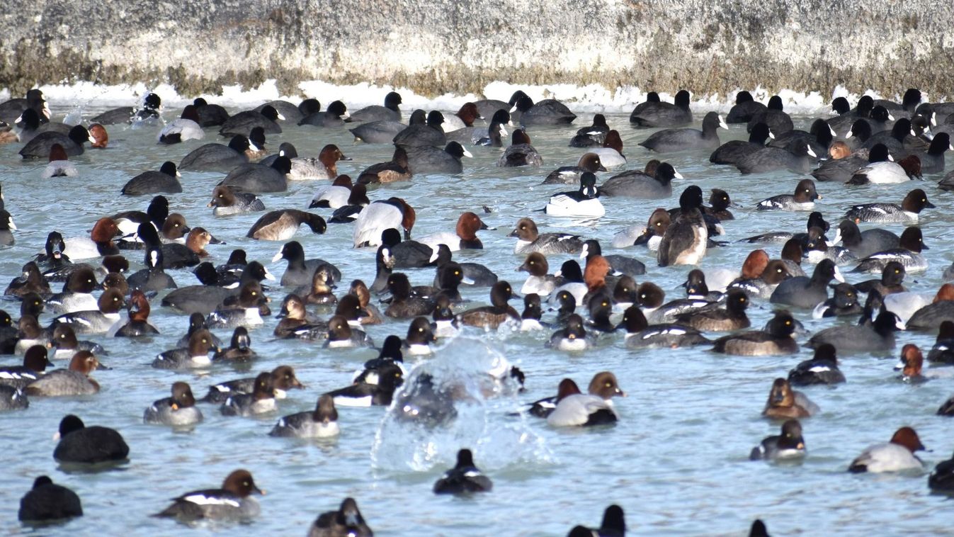 Madársokadalom a Balatonon: ezt a ritka természeti pillanatot nem hagyhatjuk...