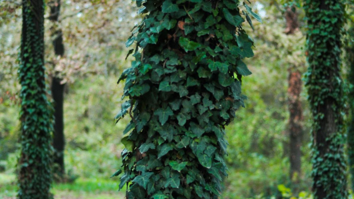 Veszélyes növénytől szabadítják meg a fákat a szigligeti önkéntesek