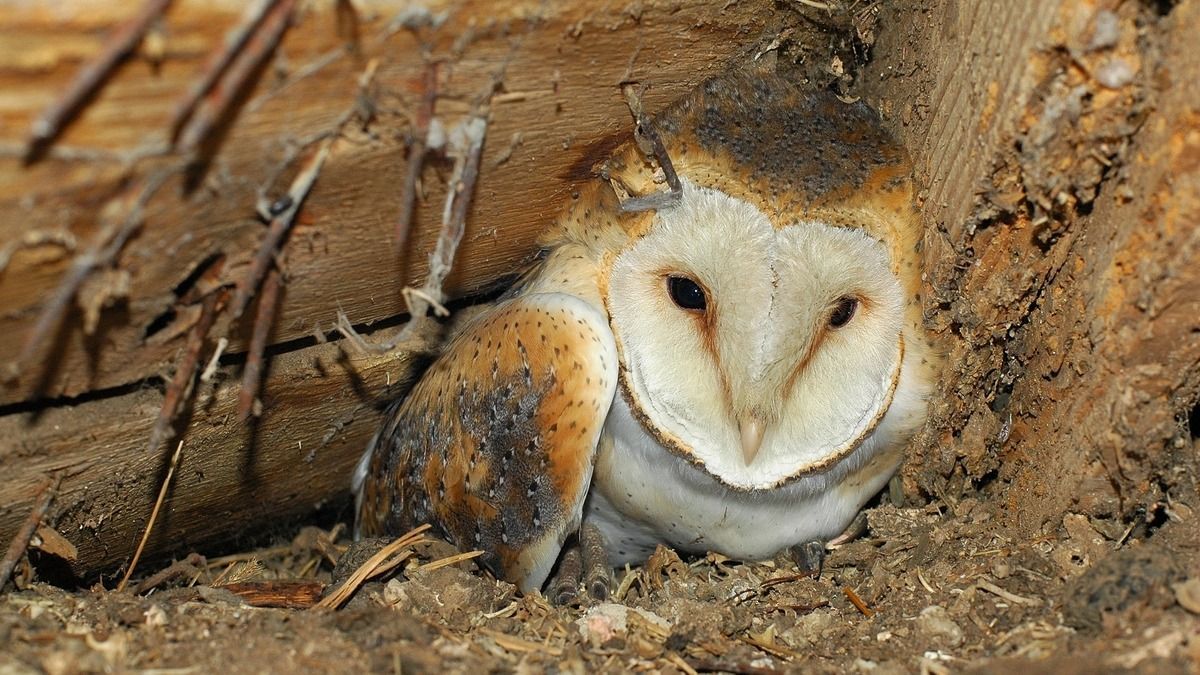 Gyöngybagoly a pajtában