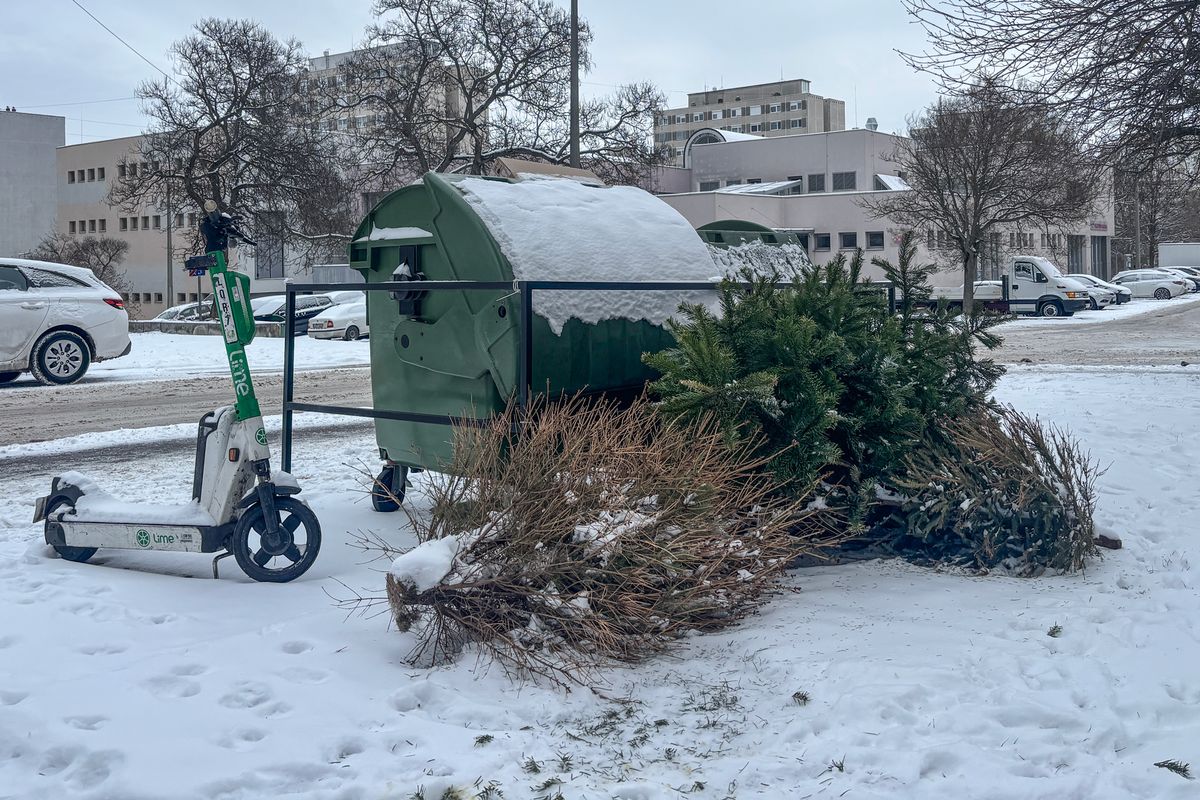 Karácsonyfa kidobása: legfontosabb tudnivalók, pillanatképek Veszprémből