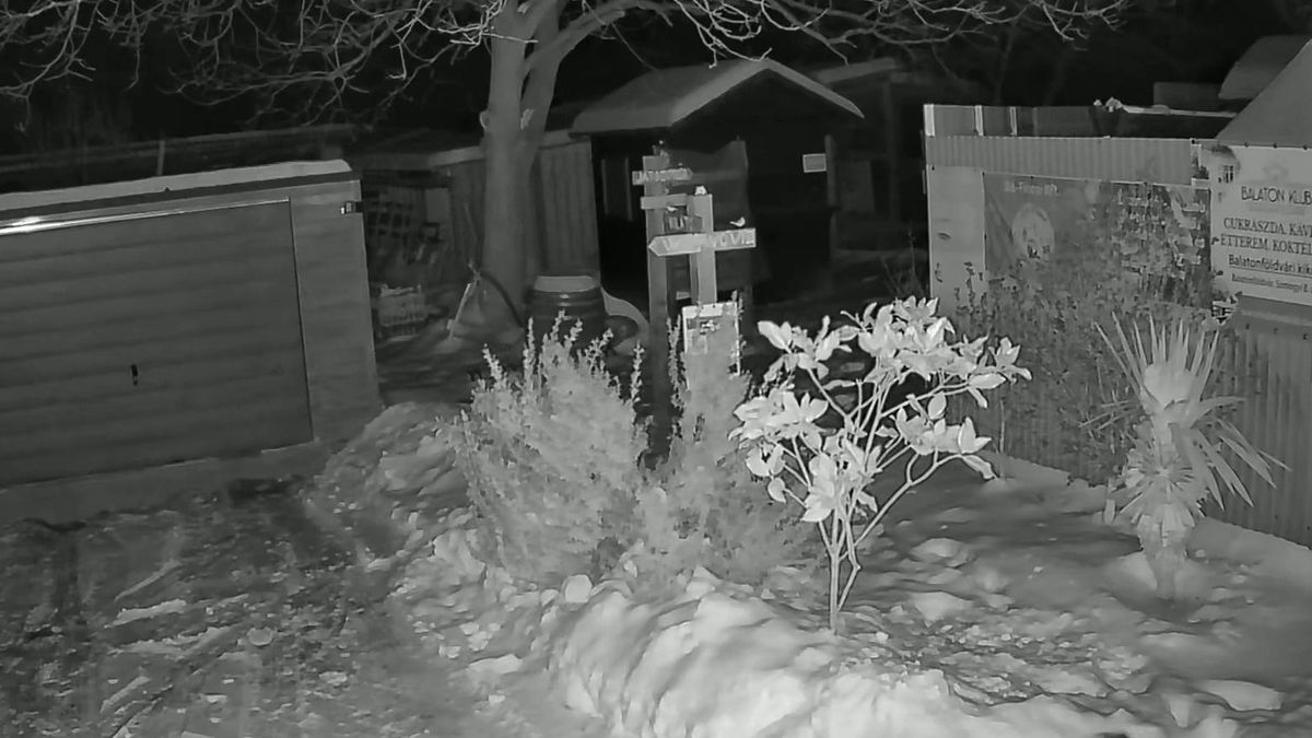 Mint fegyelmezett turisták vonultak végig a vaddisznók a balatoni kerten +videó!