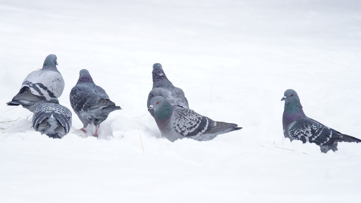 Marad a csúszós időjárás, a szél pedig tovább nehezíti a napot (+galéria)