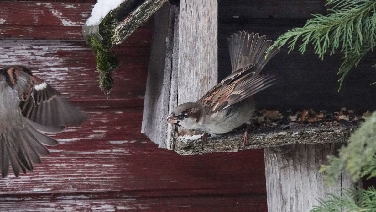 Havas napok jönnek: most rajtunk múlik, túlélik-e a madarak (+galéria)