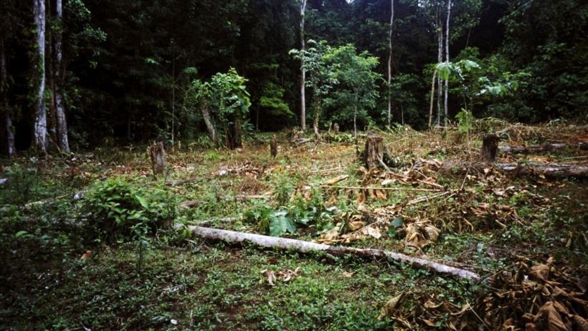 Egyre drágább lehet a reggeli kávé: a természet fizeti meg az árát