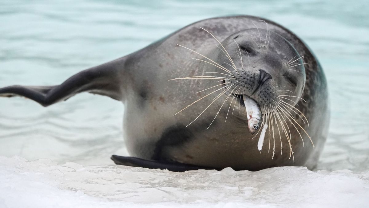 Különleges téli hangulatba burkolózott a Veszprémi Állatkert (galéria + videó)