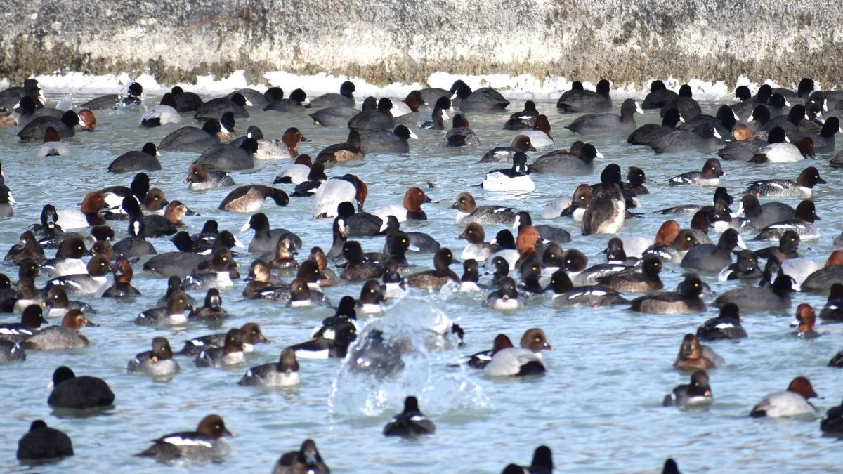 Madársokadalom a Balatonon: ezt a ritka természeti pillanatot nem hagyhatjuk ki! (galéria + videó)