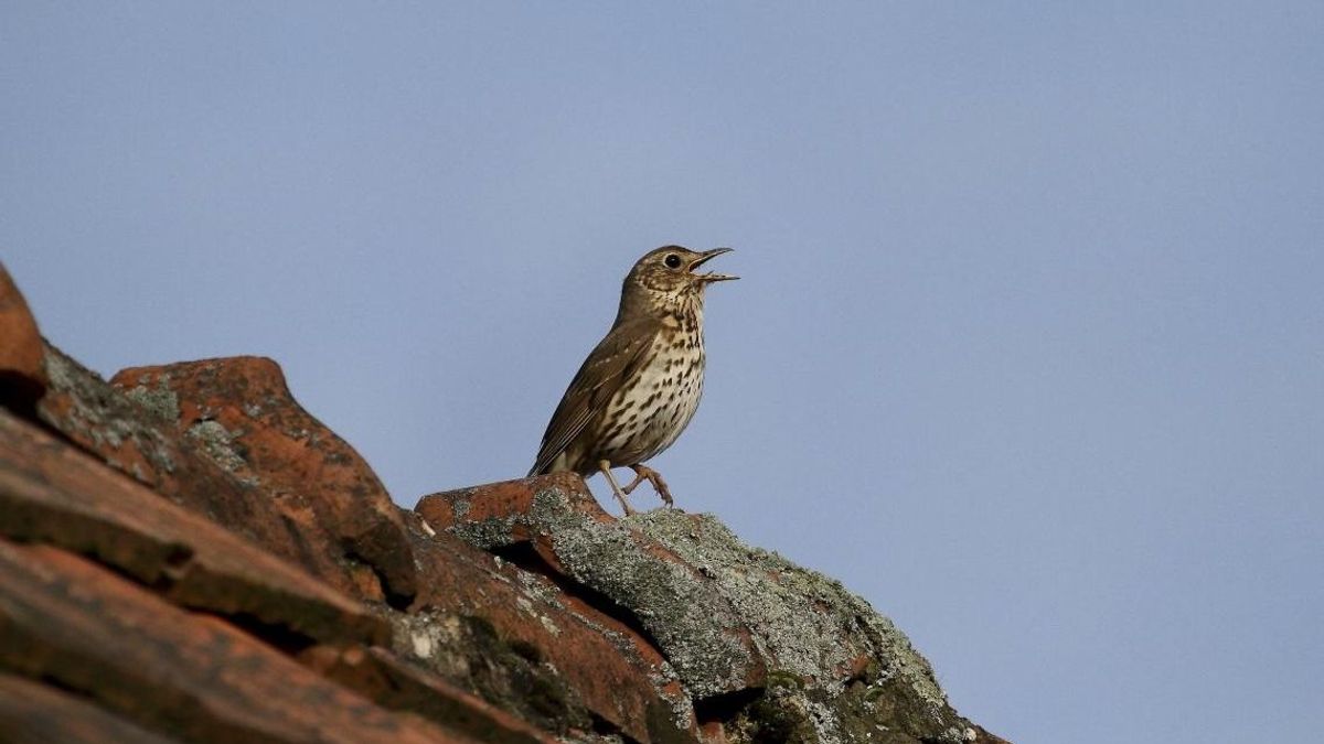 Énekével és szépségével nyerte el a közönség szavazatait az év madara