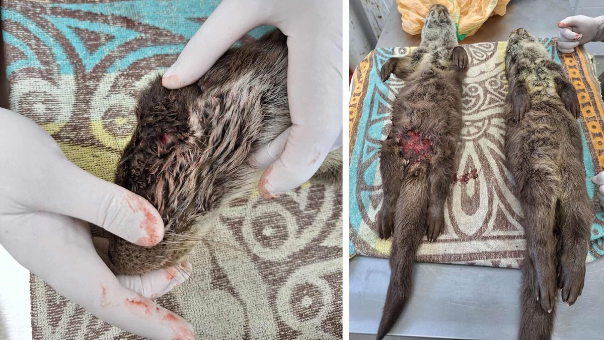 Gyilkosság a Balatonon: két európai vidra nem élte túl a kutyatámadást