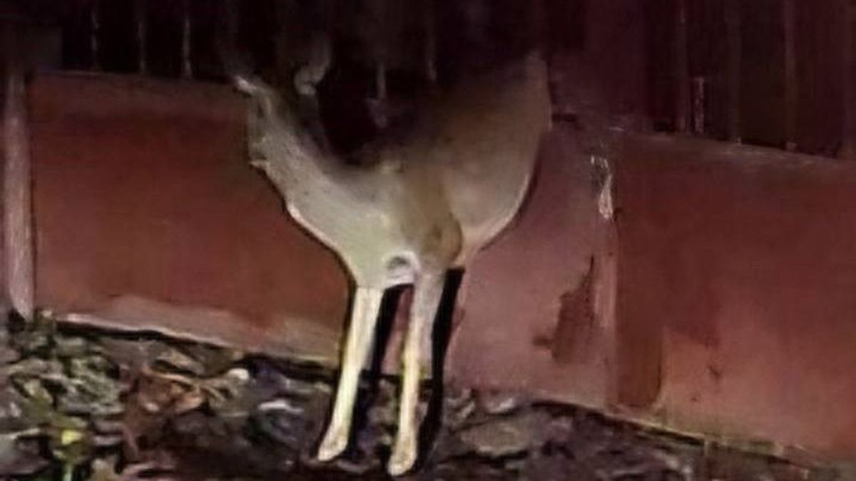 Őzet mentettek a rendőrök egy családi ház kapujának fogságából (+ fotó)