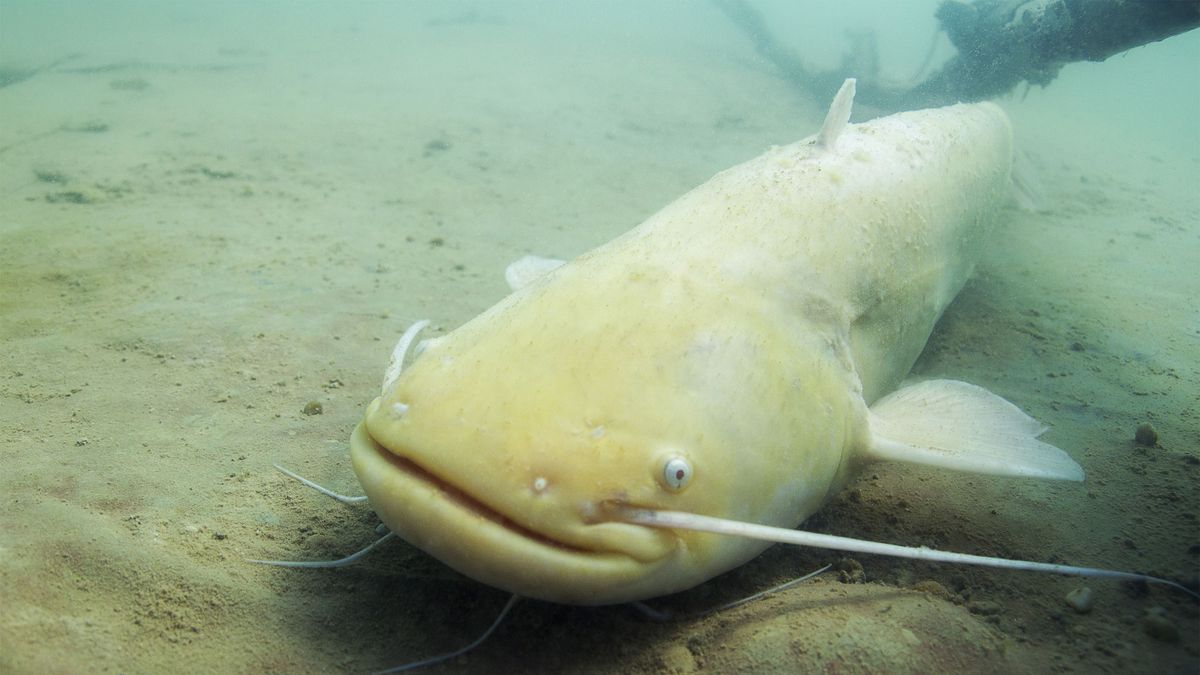 Elképesztő fogás: olyan harcsa akadt horogra, amilyet még a rutinos horgászok is ritkán látnak