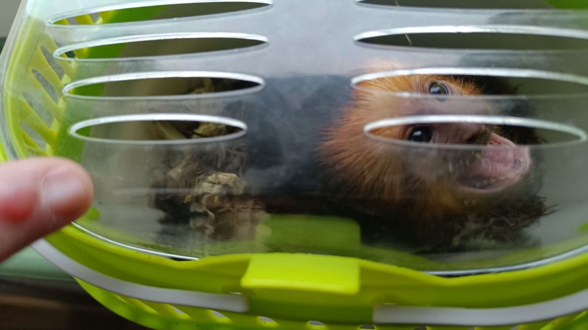 Illegálisan szállított aranyfejű oroszlánmajmocskát foglalt le a NAV (galéria)