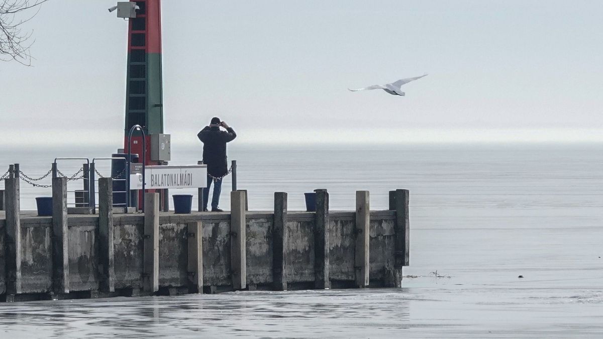 Eltűntek a ritkaságok a Balatonról? Meglepő eredményt hozott a téli madárszámlálás (+ képek)