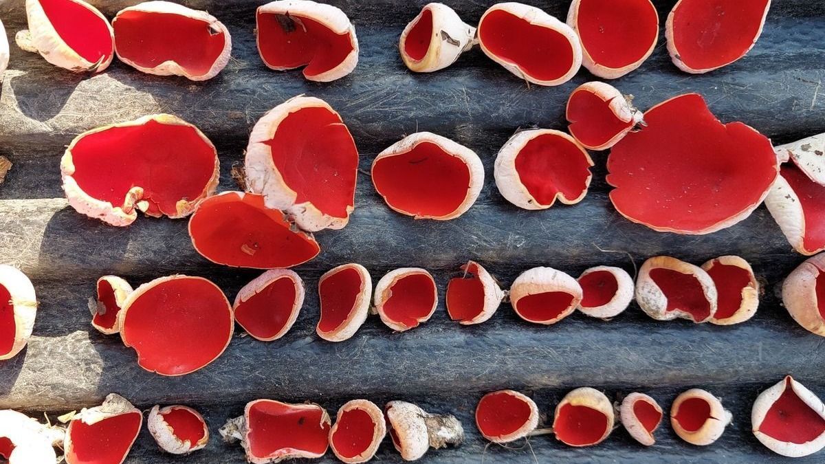 Már a tél végét jelzik a kis piros pöttyök, megjelentek az ehető gombák Veszprém vármegyében