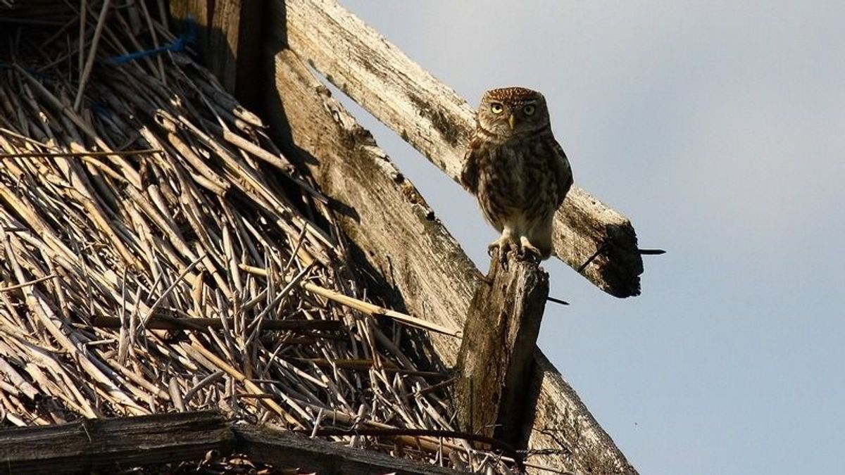 A baglyok törpéje a kuvik