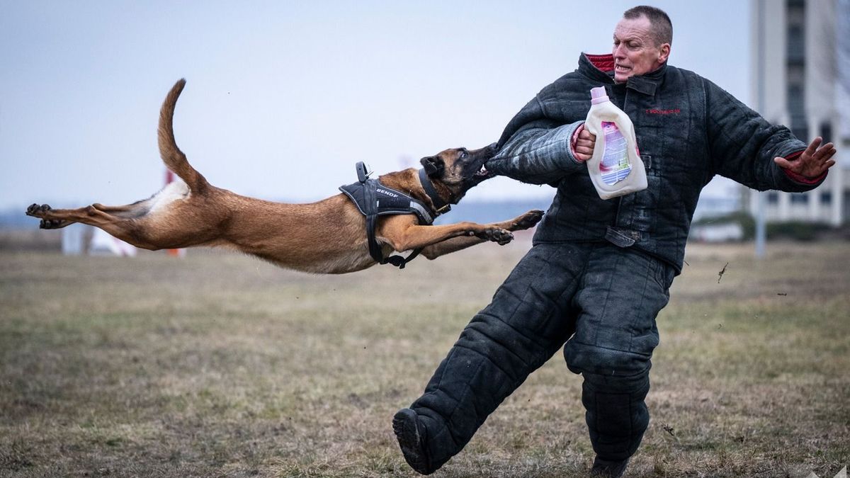 Ezek a járőrkutyák öt percen belül elkapják a behatolót (galéria)