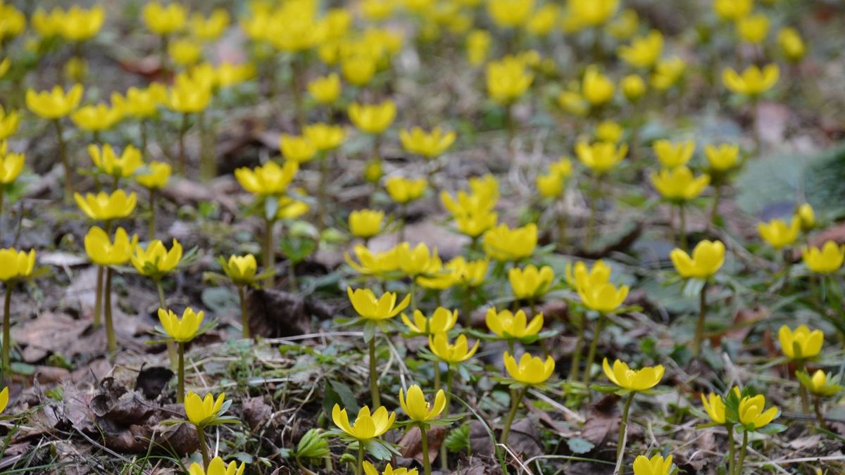 Még mindig lakat alatt a népszerű bakonyi arborétum, de vannak friss hírek az újranyitásról