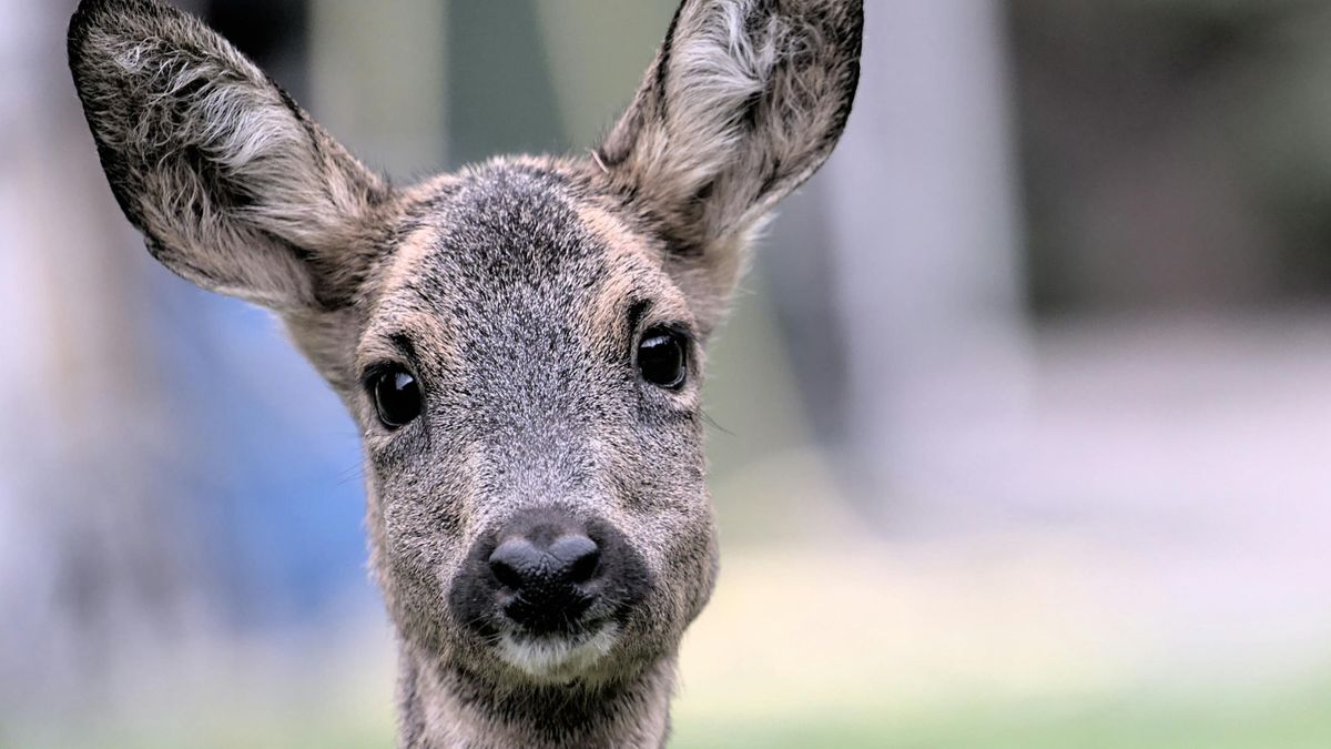 Kakasszóra érkeznek az őzek csapatostul a bakonyi kertekbe, falvakba (videó)