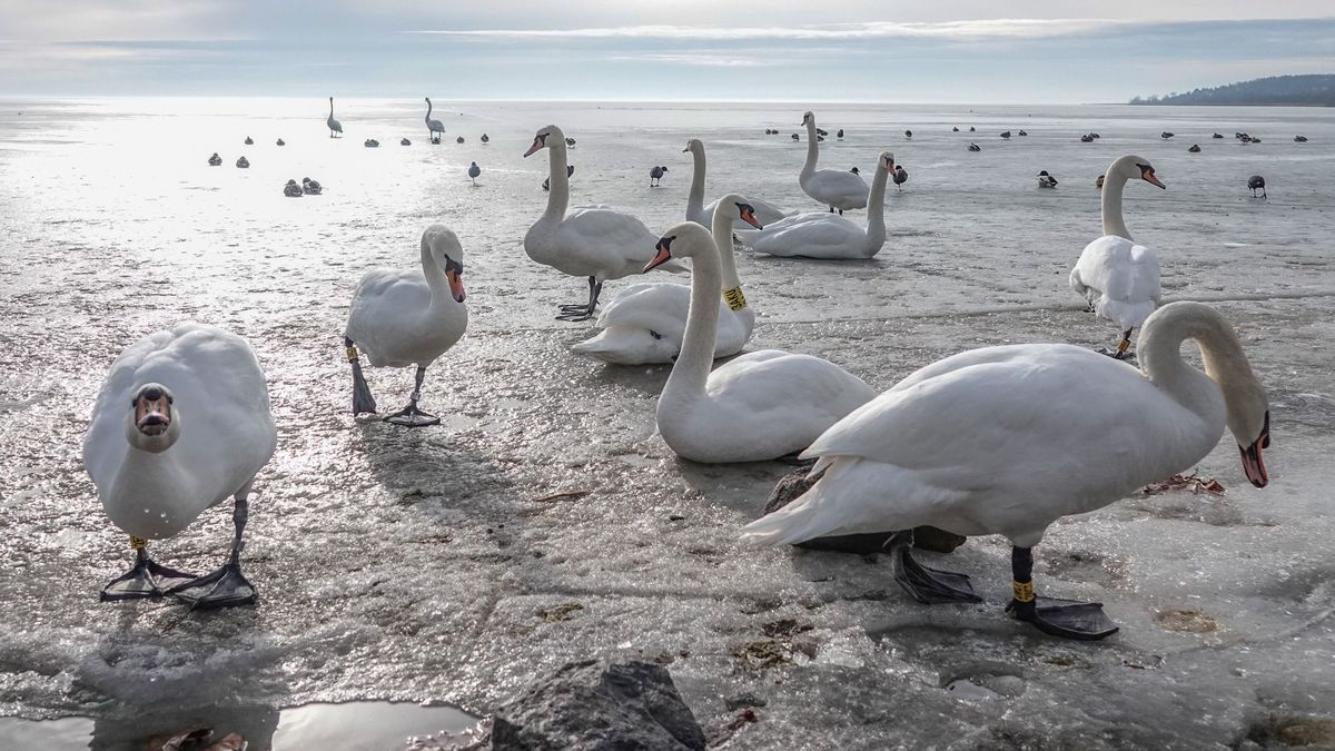 Gyilkos kór pusztít a Balatonnál – Sorra hullanak a vízimadarak (videó)