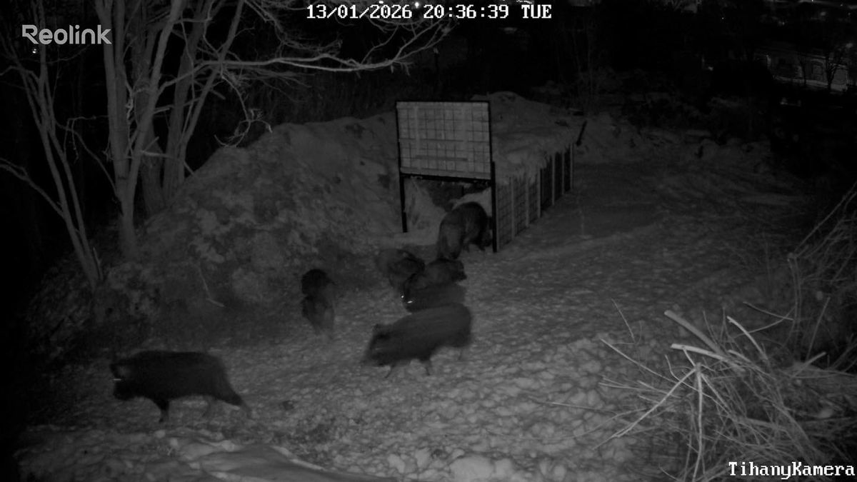 Belterületen kószáló vadak okoznak gondot a Balatonnál és Várpalotán (+ videó)