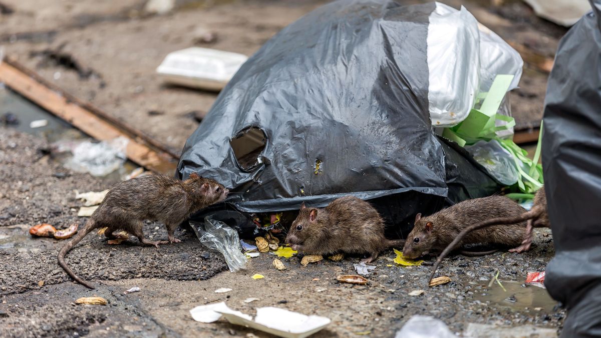Elszaporodtak a patkányok a bakonyi településen, sokan várják a hatékony megoldást
