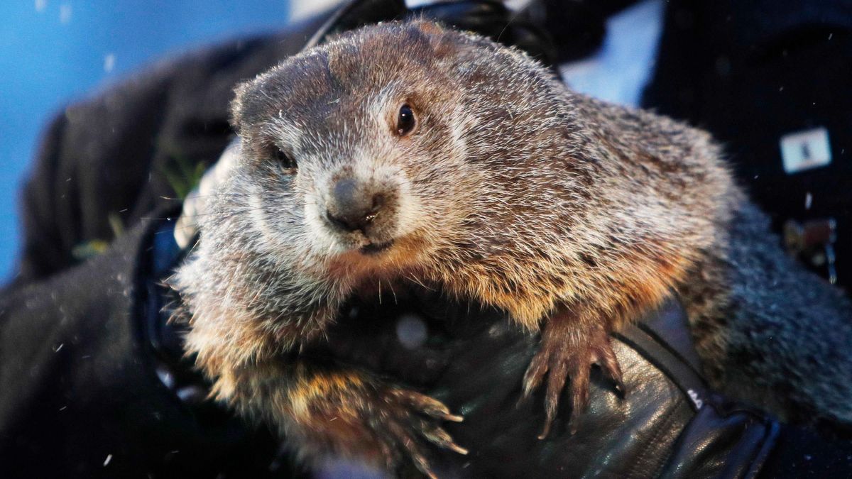Meddig tart még a tél? Punxsutawney Phil idén is megjósolta