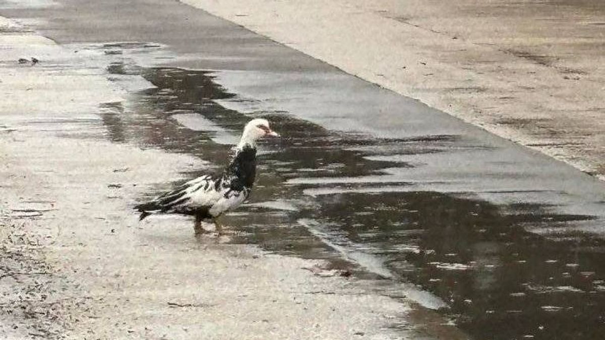 Új celeb született Ajkán: egy kacsa – és ez nem kacsa!