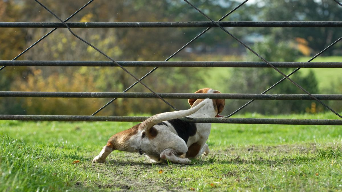 Leesik az állad, ha megtudod, mennyibe kerülhet, ha elszökik a kutyád