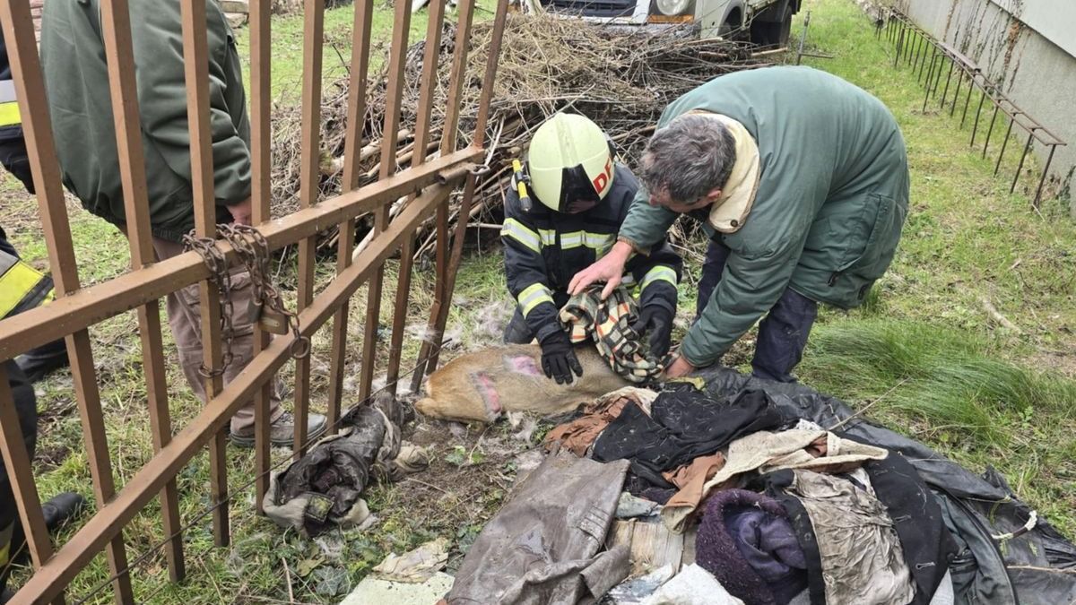 Vaskapu ejtette csapdába a kis őzet, tűzoltók siettek a segítségére