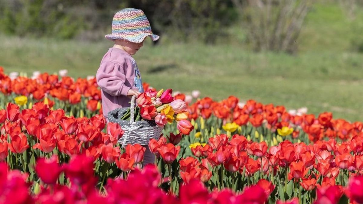 Készítsük az ollókat: ekkor nyit a Balaton legszebb tulipánosa (videó)