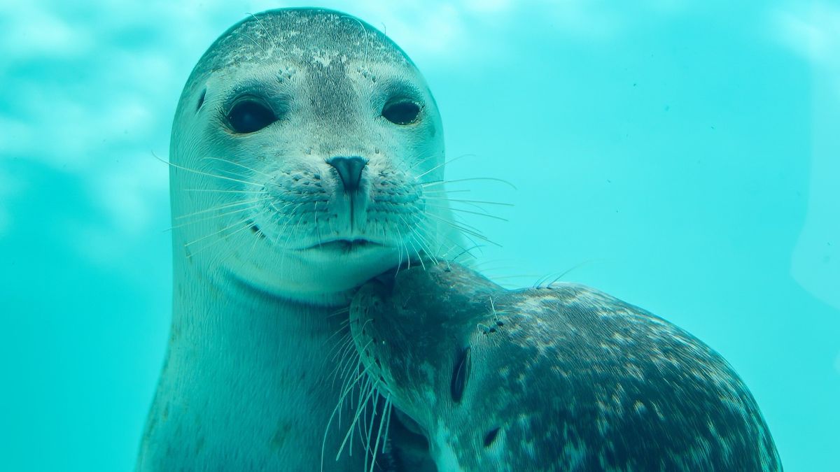 A Veszprémi Állatkert kiakasztja a szerelemfaktort, erről a gyűrűs kalandról álmodnak a párok