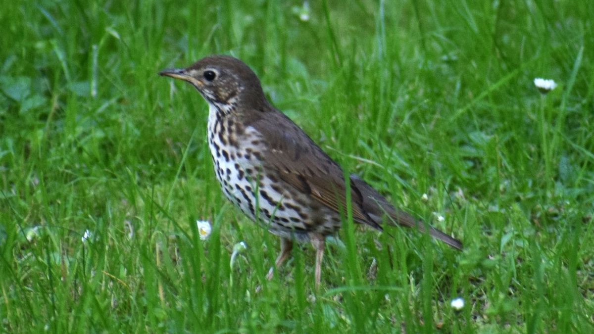 A bakonyi énekesek szürke megasztárja tavasszal mutatkozik be