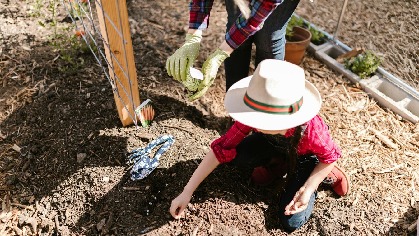 A legjobb magokat helyi magbörzéken szerezhetjük meg – Itt a lista és a titok...